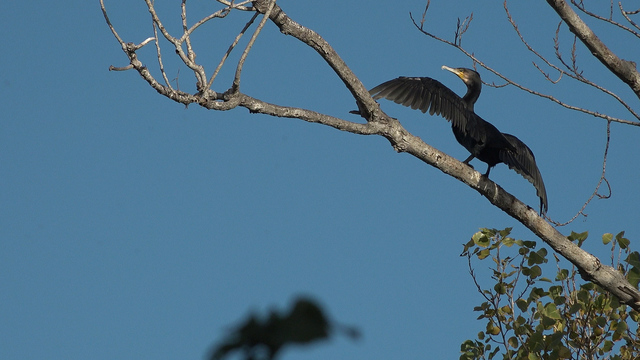 Cormorans censats al paisatge protegit del Millars_2