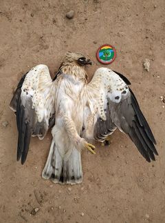 Aguila muerta en el Mijares