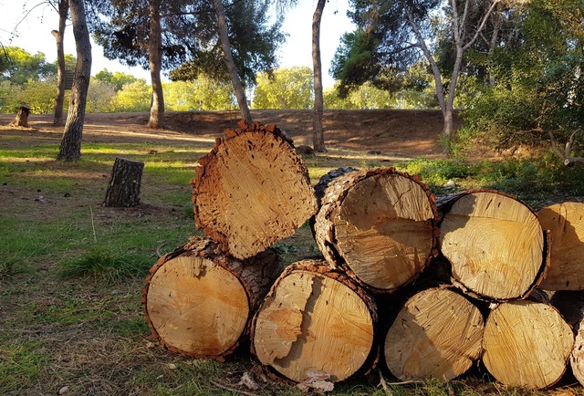 Pins afectats per la plaga del 'Tomicus destruens' al paisatge protegit del Millars