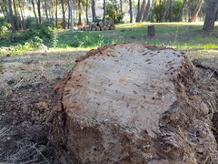 Pinos afectados por la plaga del 'Tomicus destruens' en el paisaje protegido del Mijares_1