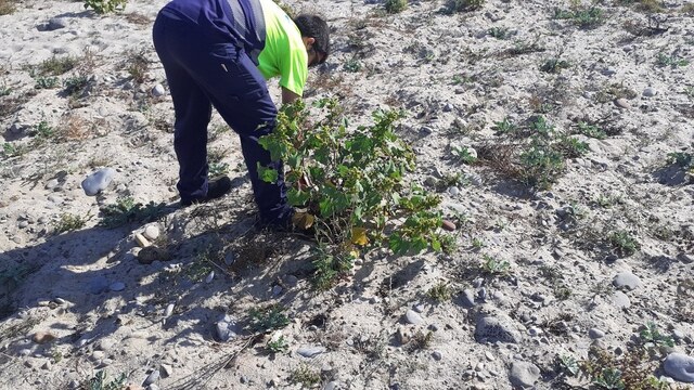 El consorcio del ro Mijares elimina las bardanas de la playa de les Goles