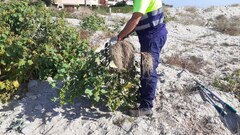 El consorci del Millars elimina les bardanes de la platja de les Goles_1