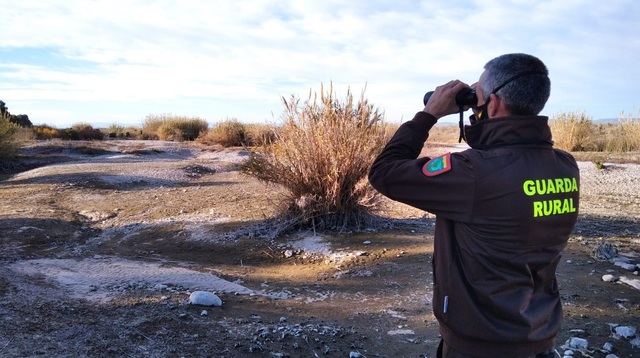 Censo invernal del aguilucho lagunero en el Mijares