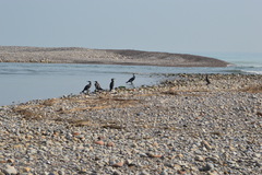 Formacin de laguna costera en el Mijares