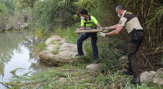 La guardera rural del Consorcio del Mijares retira las trampas flotantes para visones 