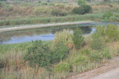 Cigeuelas en el paisaje del Mijares_1