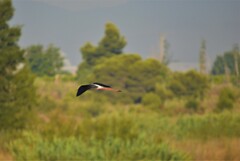 Cigeuelas en el paisaje del Mijares_3