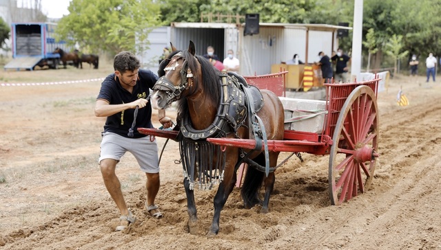 Competici de tir i arrossegament