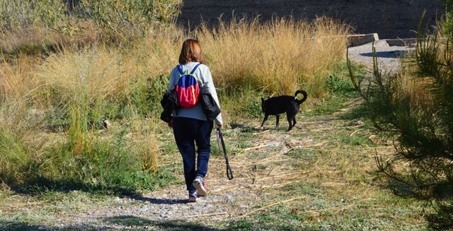 Gossos solts al paisatge protegit del riu Millars