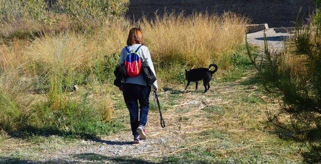 Perros sueltos en el paisaje protegido del ro Mijares 