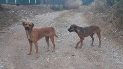 Perros sueltos en el paisaje protegido del río Mijares _1