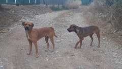 Perros sueltos en el paisaje protegido del ro Mijares _1