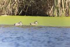 Cercetas pardillas en el Paisaje Protegido de la Desembocadura del Mijares_1