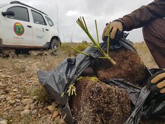 Vertido de plantas de marihuana en el paisaje protegido de la desembocadura del Mijares