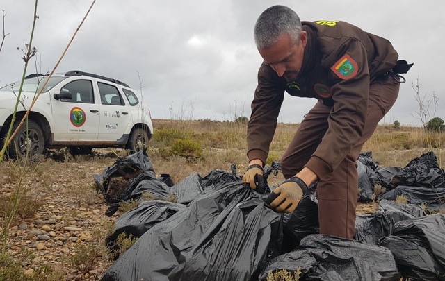 Vertido de plantas de marihuana en el paisaje protegido de la desembocadura del Mijares_1