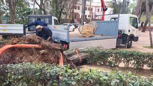 Serveis Públics retira els arbres caiguts al Termet pe la pluja 