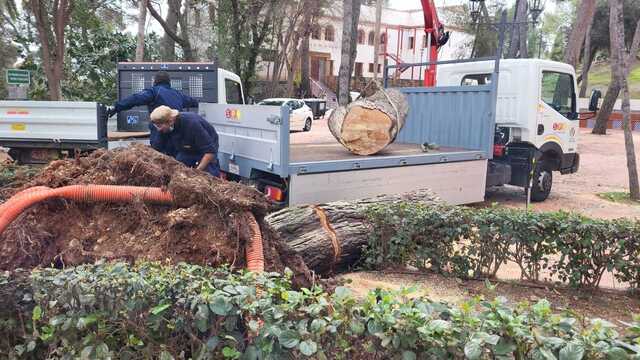 Serveis Pblics retira els arbres caiguts al Termet pe la pluja 