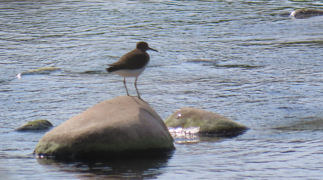 "Birdwatching" familiar en el Paisaje Protegido de la Desembocadura del ro Mijares