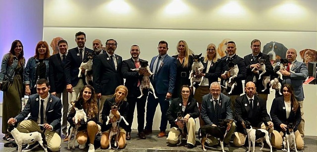 Reconocimiento del perro ratonero valenciano como raza internacional