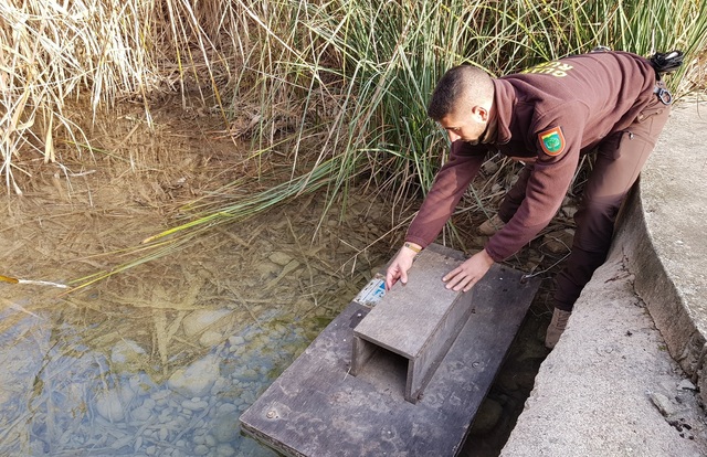 Instalacin de trampas para el control del visn americano en el Mijares