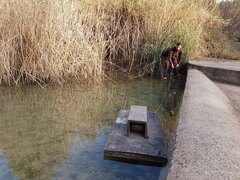 Instalacin de trampas para el control del visn americano en el Mijares_1