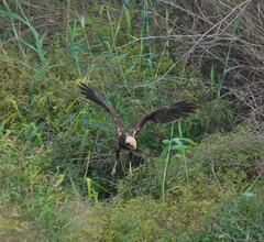 Censo de aguilucho lagunero en el Mijares. Foto Miquel Baber_1