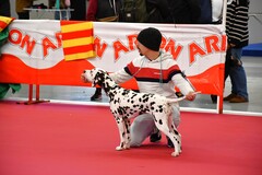 IV Concurso Nacional Canino Ciudad de Vila-real_3