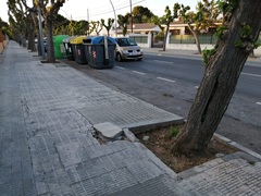 Daos causados por los rboles en las aceras del camino Ermita