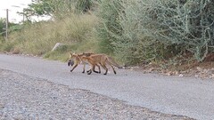 Zorros en el paisaje protegido del Mijares