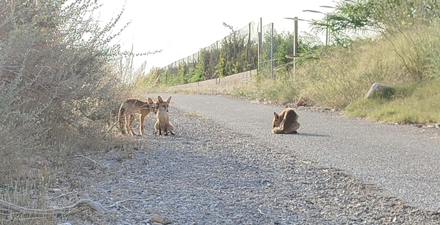 Raboses en el paisatge protegit del Millars _1