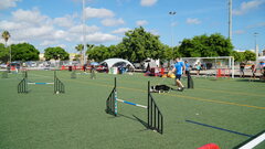 Concurso de agility 