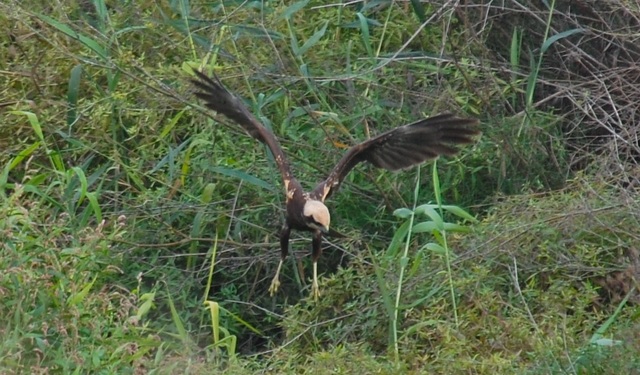 Aguilucho lagunero en el paisaje del Mijares. Foto: Miquel Barber