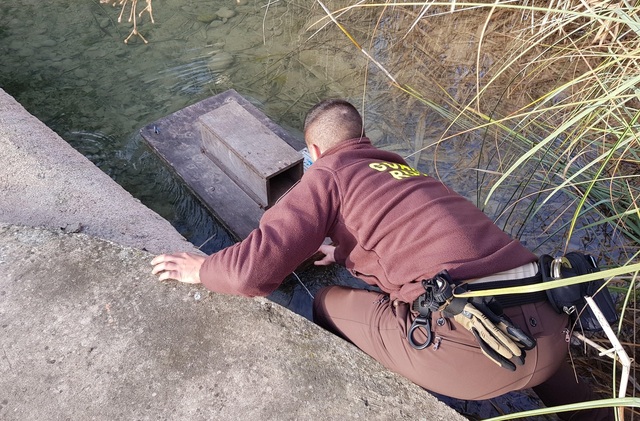 Un guardia rural revisa una trampa de visn americano en el paisaje protegido del Mijares