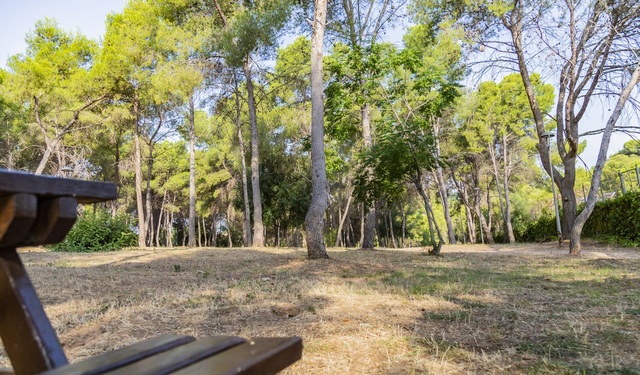 Pinar del Termet de Vila-real