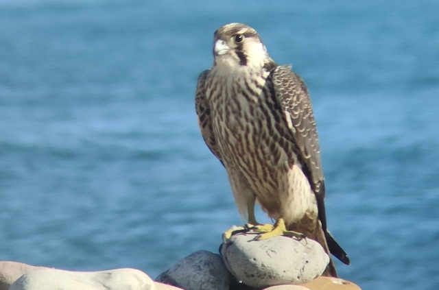 Halcn peregrino avistado en la desembocadura del Mijares