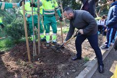 Dia de l'Arbre i commemoraci de la plantaci de pins al Termet_2