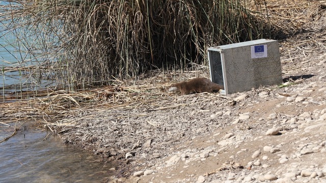 Suelta de nutria en el Mijares