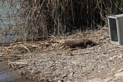 Suelta de nutria en el Mijares_2