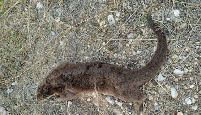 Nutria muerta en el Mijares