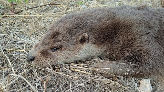 Nutria atropellada