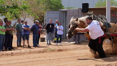 Concurs Federat de Tir i Arrossegament Ciutat de Vila-real _1