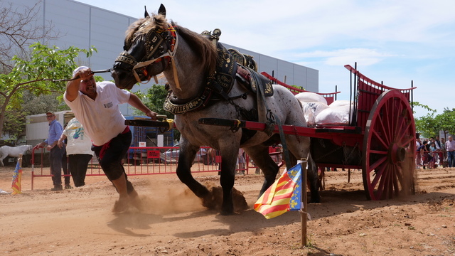 Concurs Federat de Tir i Arrossegament Ciutat de Vila-real _2