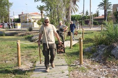 Plantacin de barrilla en el Millars