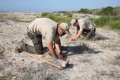 Plantacin de barrilla en el Millars_1