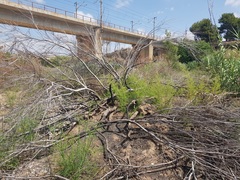 Incendio forestal en el Mijares_2