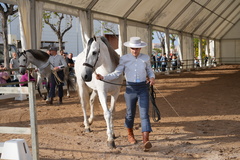 II Concurs de Cavalls de Pura Ra�a Espanyola