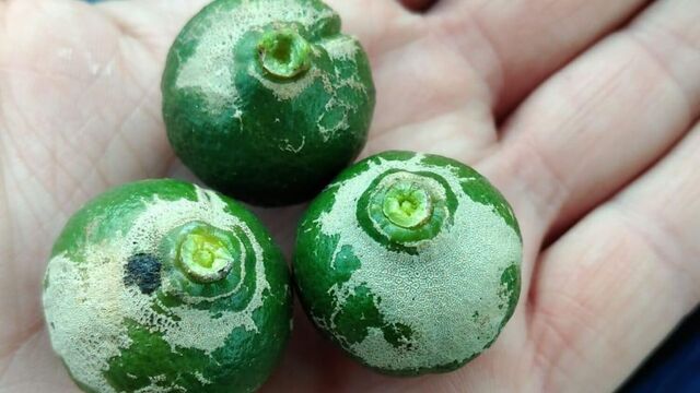 Imatge de fruits afectats.