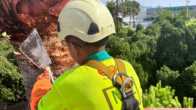 Hay m�s de 300 ejemplares de palmeras en espacios p�blicos de Vila-real.