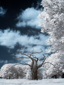 Exposici�n de fotograf�a en el Mur de l'Art Visual_3